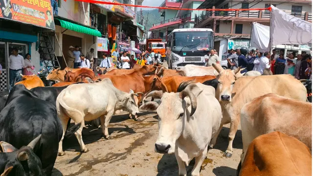 उत्तराखंड में अनोखा प्रदर्शन: महिलाएं गाय-बैलों संग धरने पर… अधिकारियों से तीखी बहस