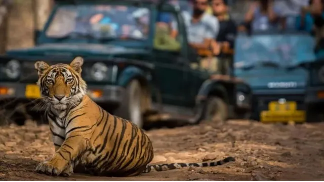 कार्बेट के जंगल में अब महिलाएं कराएंगी बाघ-हाथी के दीदार, बढ़ाई जाएगी सफारी वाहनों की संख्या
